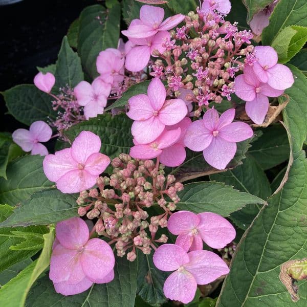 Hydrangea serrata Magic Pillow