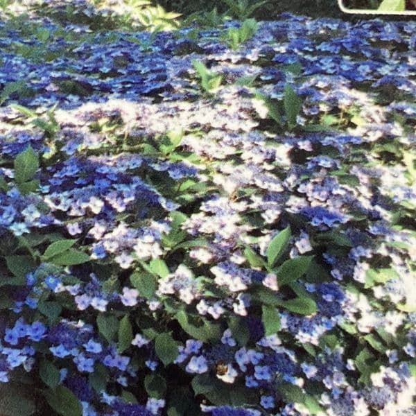 Hydrangea serrata Magic Pillow