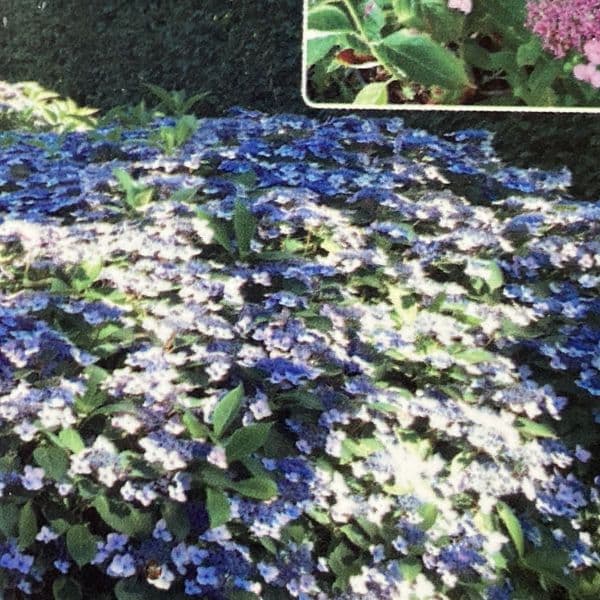 Hydrangea serrata Magic Pillow