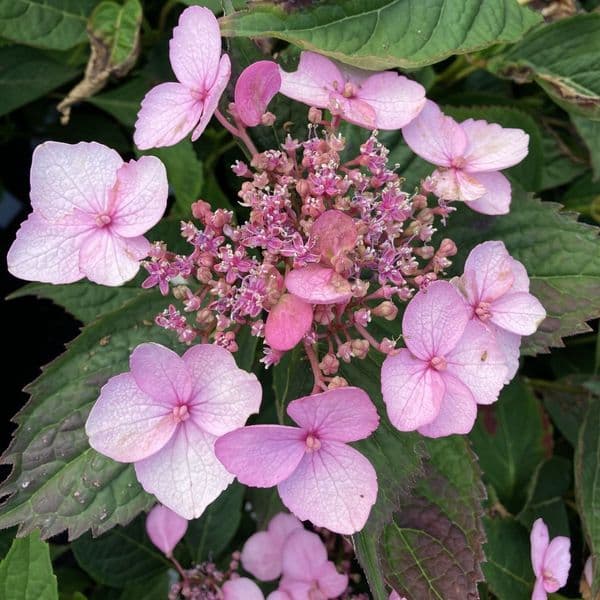 Hydrangea serrata Magic Pillow