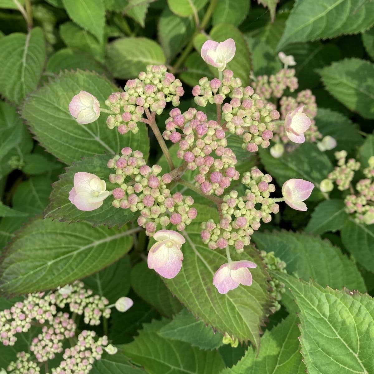 Hydrangea serrata MAGIC SEDUCTION Annie s Blue