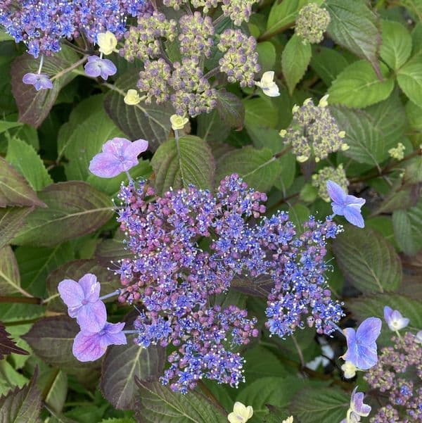 Hydrangea serrata MAGIC SEDUCTION Annie's Blue
