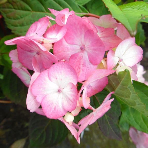 Hydrangea serrata Preziosa AGM