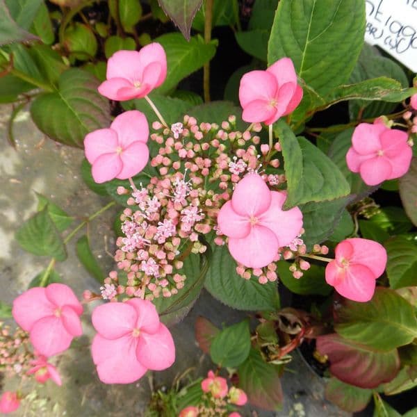 Hydrangea serrata Santiago (PBR) (L)