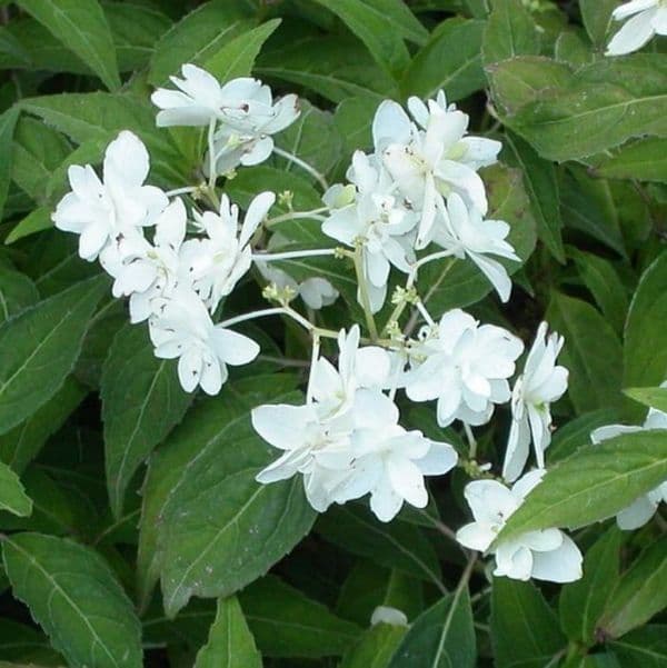 Hydrangea serrata Shirotae (L/d)