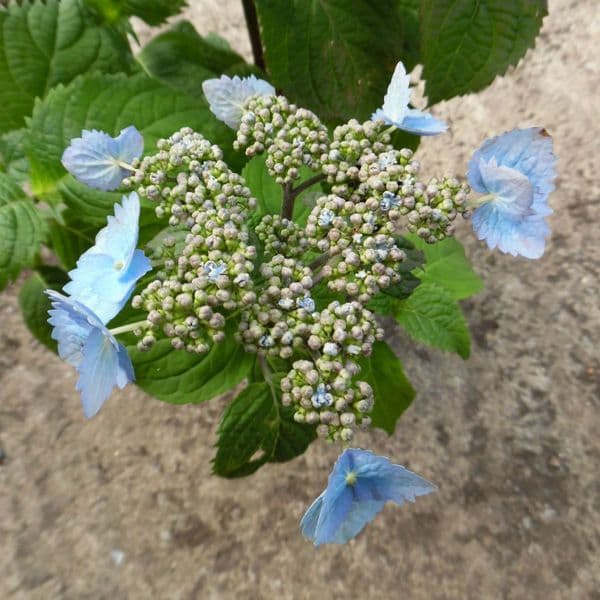 Hydrangea serrata subs. yezoensis