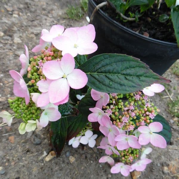 Hydrangea serrata Tiara AGM