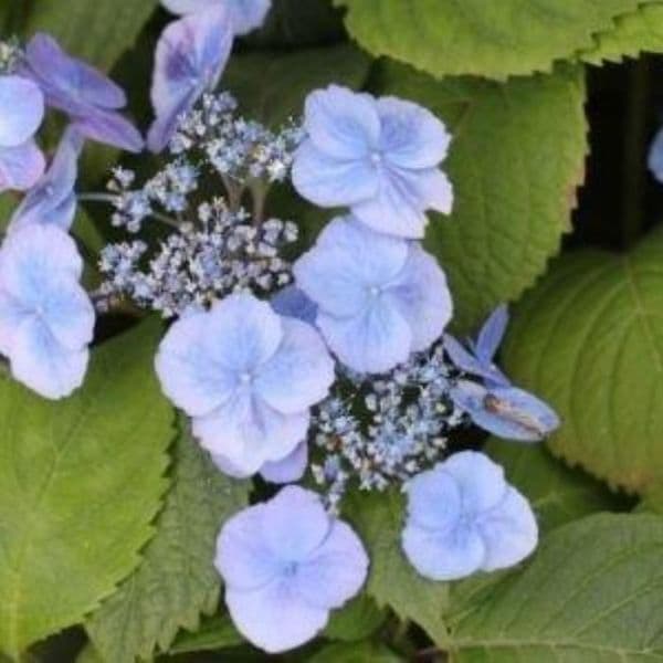 Hydrangea serrata Veerle
