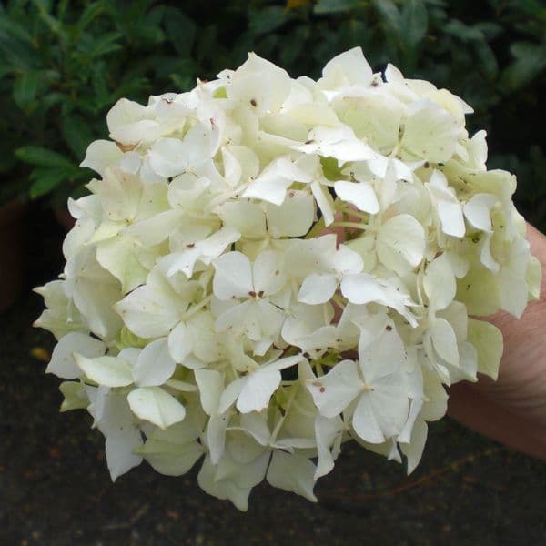 Hydrangea serrata Warabe