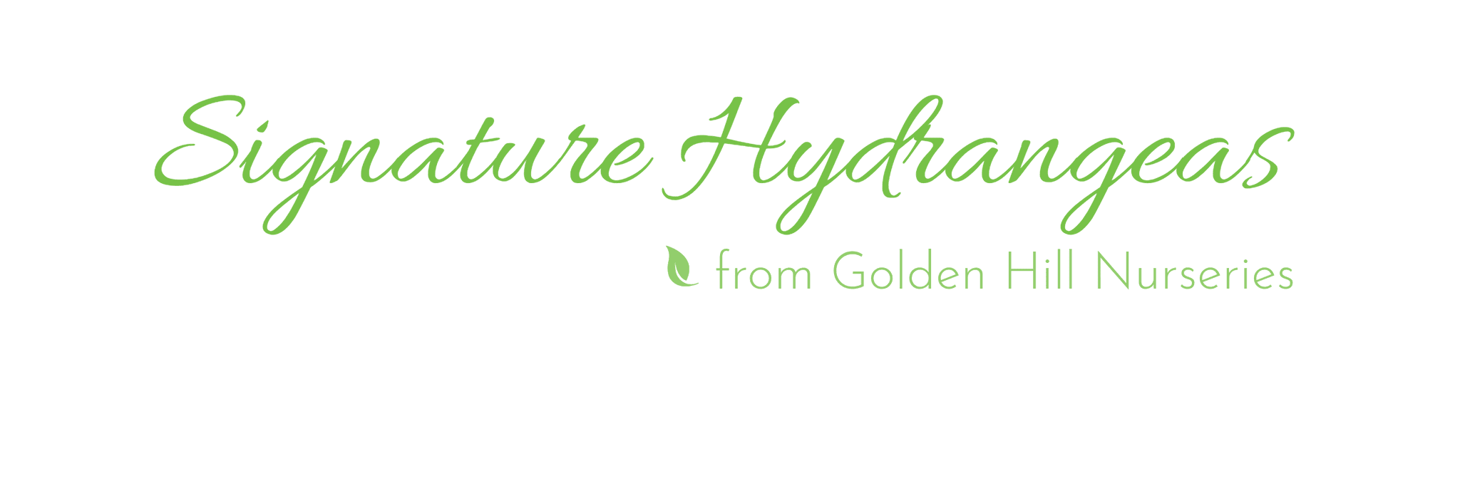 Signature Hydrangeas from Golden Hill Nurseries