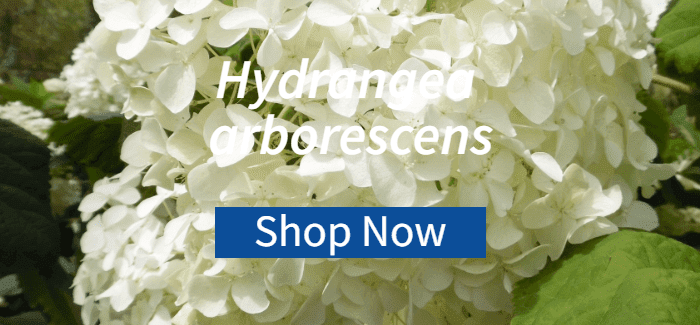 Hydrangea arborescens