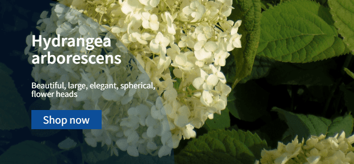 Hydrangea arborescens