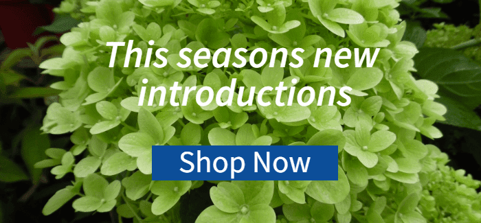 This seasons new introductions