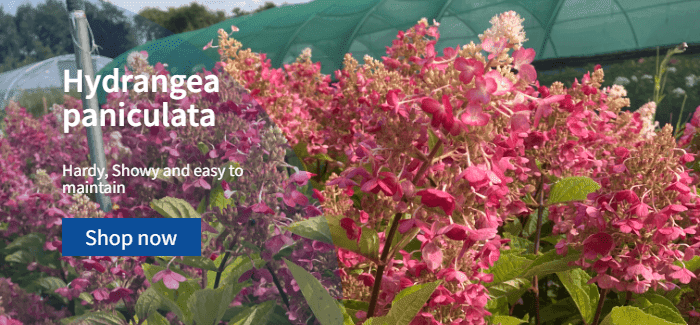 Hydrangea paniculata