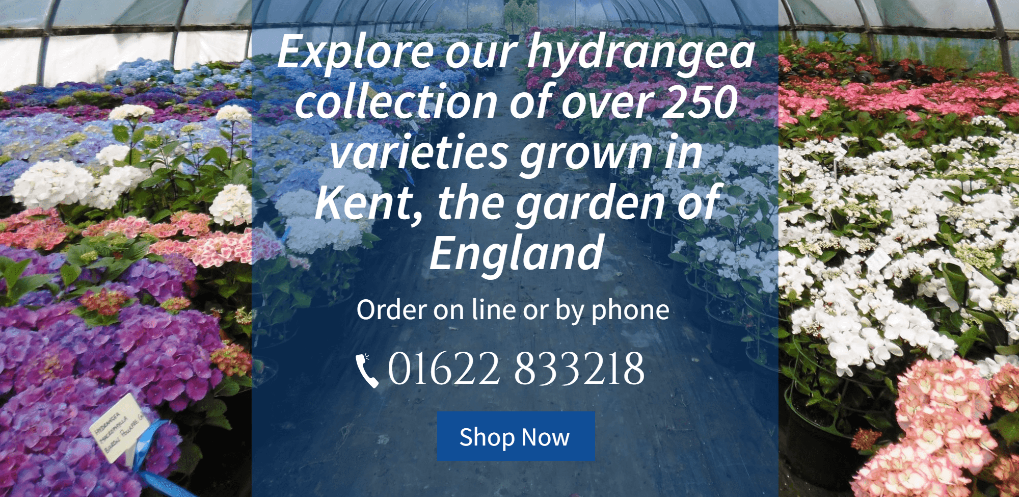 Hydrangeas at Golden Hill Nurseries