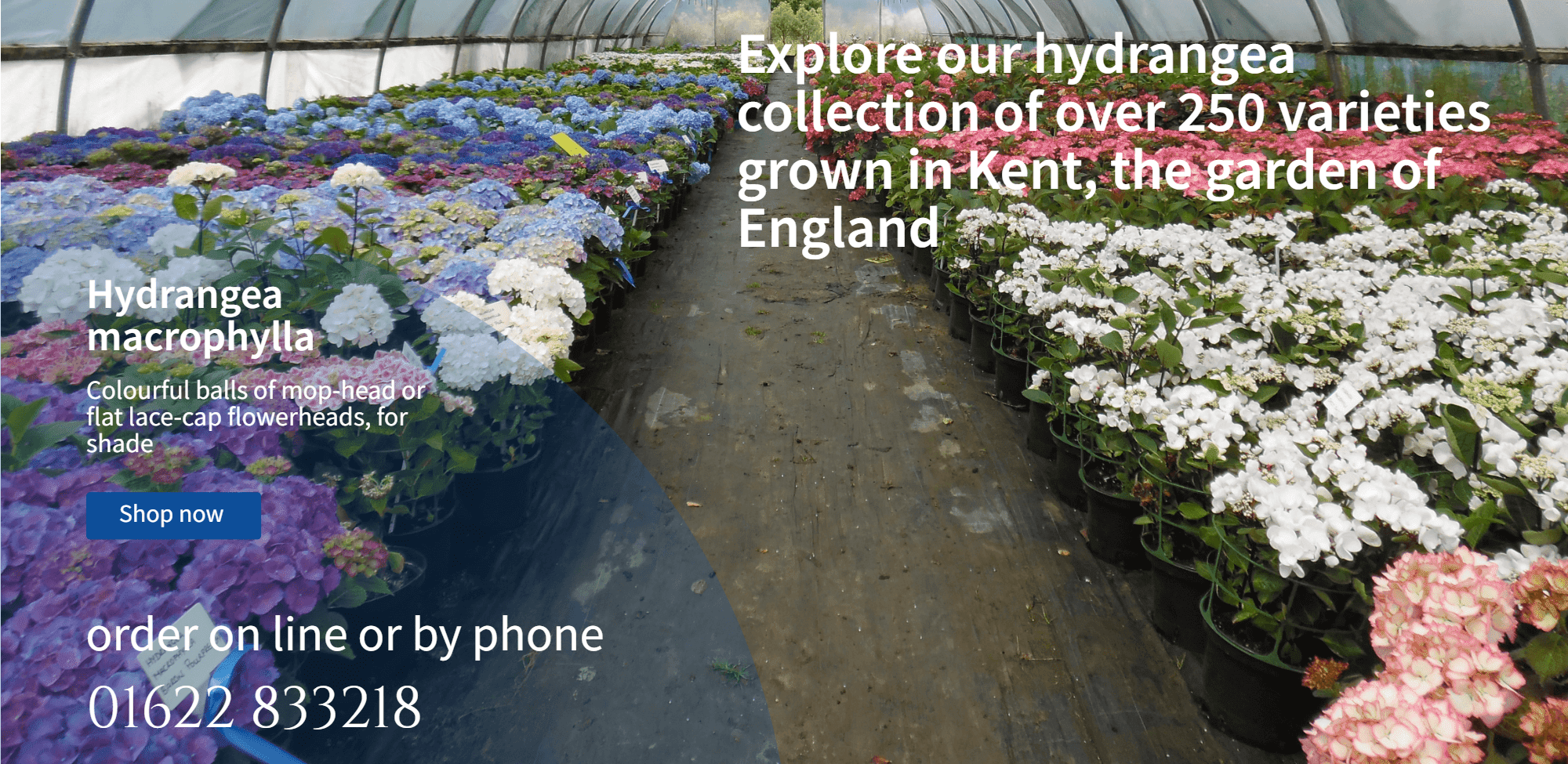 Hydrangeas at Golden Hill Nurseries