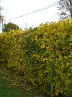 Acer Campestre Transplanted Bare root Plants 125-150cm