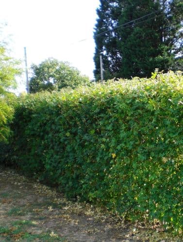 Acer Campestre Transplanted Bare root Plants 125-150cm