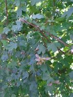 Acer Campestre  Transplanted Bare root Plants 60-100cm