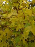 Acer Campestre  Transplanted Bare root Plants 60-100cm