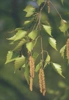 Betula Pendula Transplanted Bare root  Plants 125-150cm