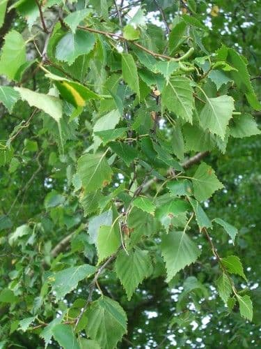 Betula Pendula Transplanted Bare root  Plants 125-150cm