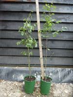 Carpinus betulus 3L Pot 100-125cm
