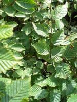 Carpinus betulus 3L Pot 100-125cm