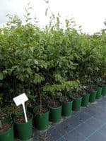 Carpinus betulus 3L Pot 100-125cm