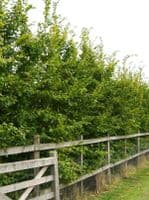 Carpinus Betulus  Transplanted Bare root Plants  100-125cm
