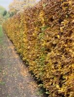Carpinus Betulus  Transplanted Bare root Plants  100-125cm