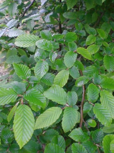 Carpinus Betulus  Transplanted Bare root Plants  100-125cm