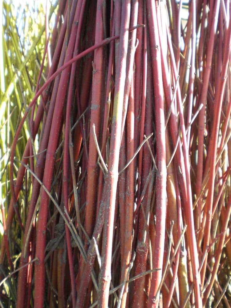 Cornus Alba Transplanted Bare root Plants 60-100cm