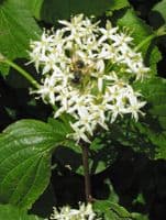 Cornus Sanguinea Transplanted Bare root  Plants 60-100cm