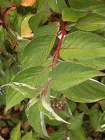 Cornus Sanguinea Transplanted Bare root  Plants 60-100cm