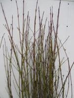 Cornus Sanguinea Transplanted Bare root  Plants 60-100cm