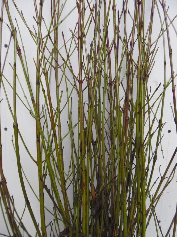 Cornus Sanguinea Transplanted Bare root  Plants 60-100cm