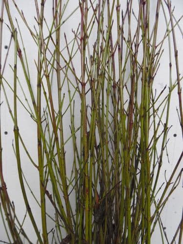 Cornus Sanguinea Transplanted Bare root  Plants 60-100cm