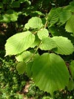 Corylus Avellana Transplanted Bare root Plants 100-125cm