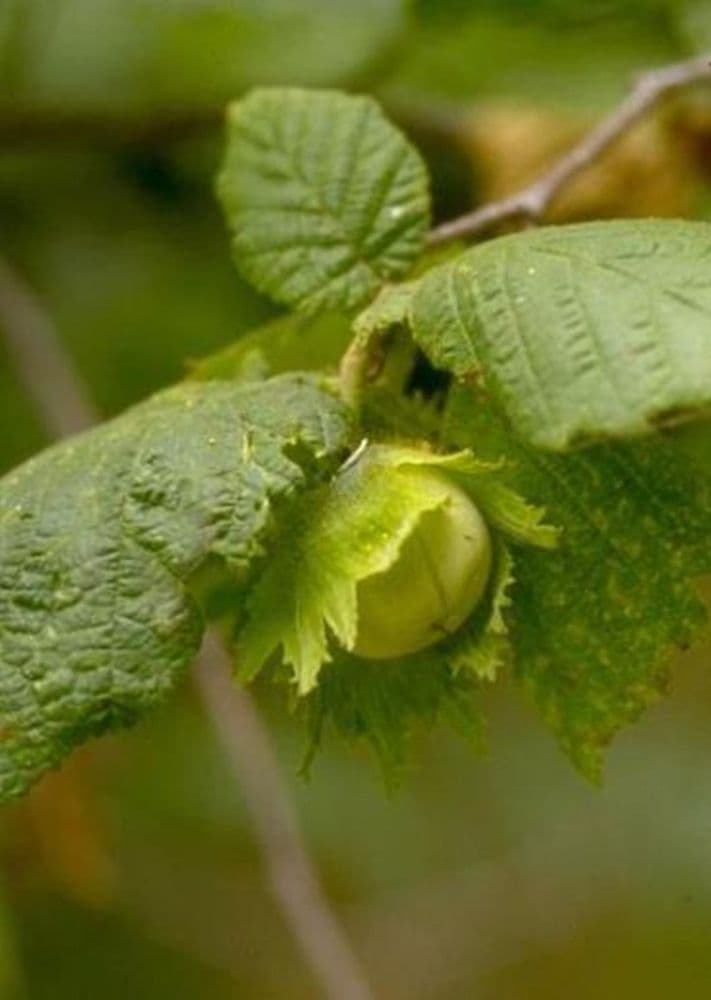 Corylus Avellana Transplanted Bare root Plants 100-125cm