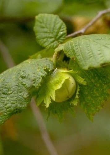 Corylus Avellana Transplanted Bare root Plants 60-100cm