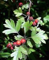 Crataegus Monogyna Transplanted Bare root Plants 125-150cm