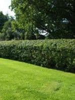 Crataegus Monogyna Transplanted Bare root Plants 125-150cm