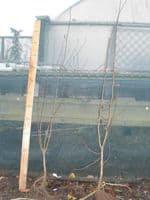 Crataegus Monogyna Transplanted Bare root Plants 125-150cm