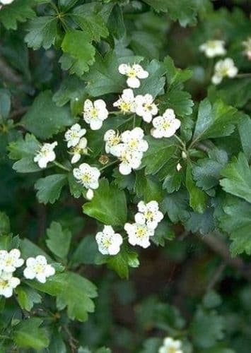 Crataegus Monogyna Transplanted Bare root Plants 125-150cm
