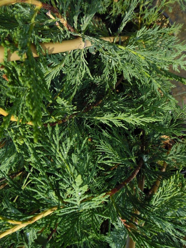 Cupressocyparis Leylandii  10L Pot 150-175cm