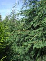 Cupressocyparis Leylandii  10L Pot 150-175cm