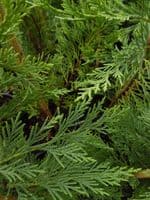 Cupressocyparis Leylandii  10L Pot 150-175cm