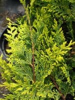 Cupressocyparis Leylandii Castlewellan Gold  10L Pot 150-175cm