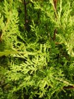 Cupressocyparis Leylandii Castlewellan Gold  10L Pot 150-175cm